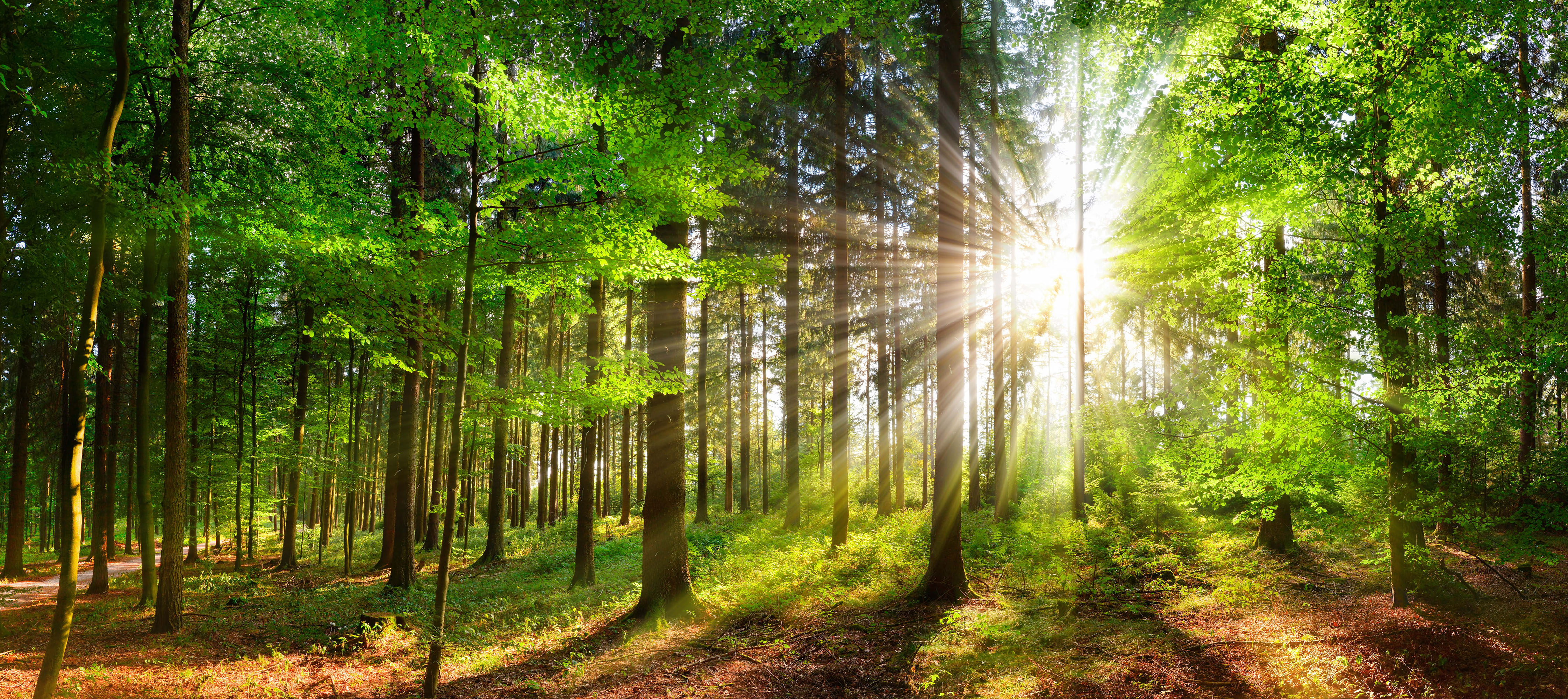 Sun shining through trees in a forest.